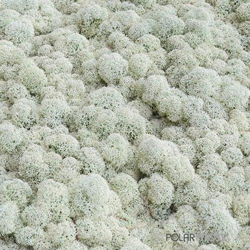 Rendiermos IJslandsmos Finlandsmos 15 kilo, Hobby en Vrije tijd, Knutselen, Nieuw, Ophalen of Verzenden