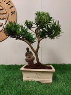 Boeddha-den bonsai (Podocarpus macrophyllus) - Hoogte