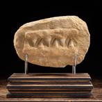 Fossiele kaaksectie van Mosasaurus > Tand Taxidermie, Verzamelen, Nieuw