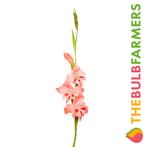 The Bulb Farmers - 120 x Gladiool Nathalie - roze, Voorjaar, Bloembol, Verzenden, Volle zon