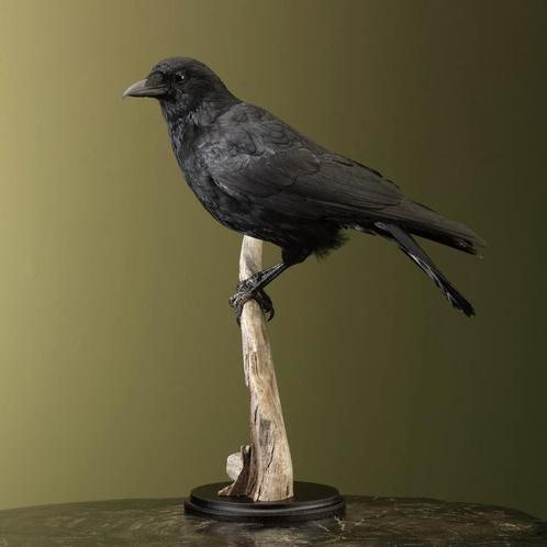 Kraai Taxidermie Opgezette Dieren By Max, Verzamelen, Dierenverzamelingen, Opgezet dier, Nieuw, Vogel, Ophalen of Verzenden