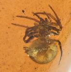 Birmese Amber - Fossiele cabochon - Araneae: Araneida