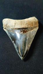 Megalodon - Fossiele tand, Verzamelen, Mineralen en Fossielen