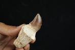 Enorme Mosasaurus geworteld - Fossiele tand - Prognathodon