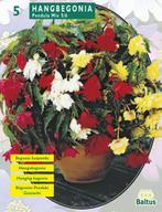Zomer Bloembollen Begonia Pendula, Mix per 5 - Baltus, Tuin en Terras, Bloembollen en Zaden, Verzenden