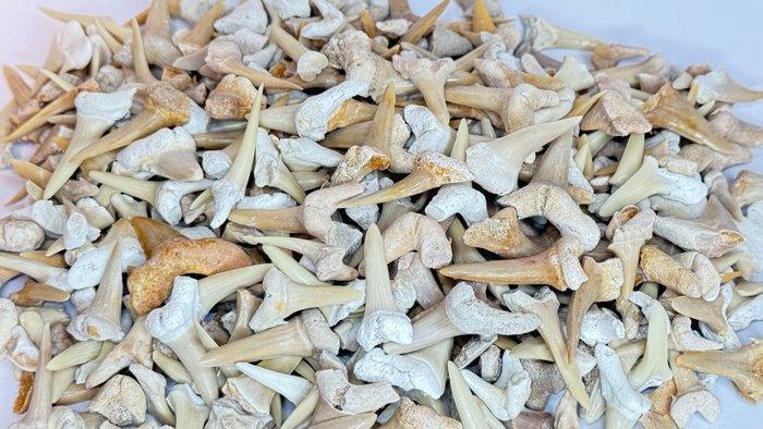Meer dan 500 stuks! 500 g echte haaientanden – veelzijdige, Verzamelen, Mineralen en Fossielen