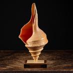 Extra grote maat, zwaar Australisch, of valse trompet -