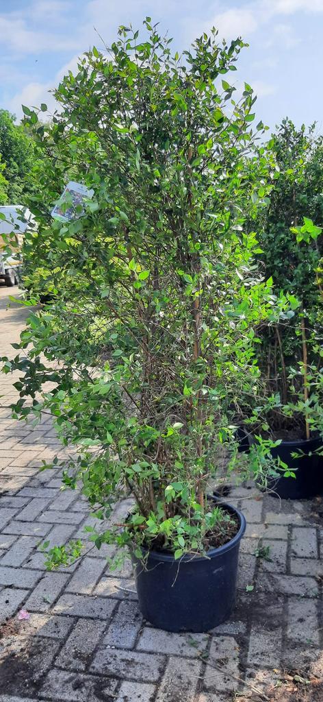 Abelia Grandiflora 175cm Roze Wit XXL, Tuin en Terras, Planten | Struiken en Hagen, Ophalen