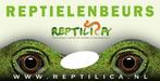 Reptilica reptielenbeurs HILVERSUM 19 januari 2025