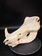 Wrattenzwijn Schedel van een zoogdier - Phacochoerus, Nieuw