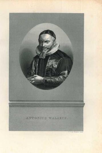 Portrait of Antonius Walaeus