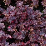 Heuchera micrantha Palace Purple - Wortelgoed - 5 stuks, Verzenden
