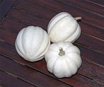 White Pearl Acorn - 50 zaden White Pearl Acorn, Ophalen of Verzenden, Nieuw