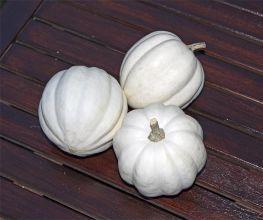 White Pearl Acorn - 50 zaden White Pearl Acorn, Hobby en Vrije tijd, Knutselen, Nieuw, Ophalen of Verzenden