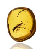 Birmese barnsteen - Fossiele cabochon - with a Detailed