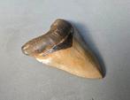Megalodon - Fossiele tand - NC River - 119 mm - 82 mm
