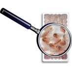 Petra Aqua Levende Daphnia (Watervlooien) (5 x zakje 90ml.), Dieren en Toebehoren, Vissen | Aquaria en Toebehoren, Ophalen of Verzenden
