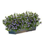 Scaevola - Blauw / Balkonbak 100 cm, Tuin en Terras, Ophalen of Verzenden
