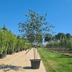 Meerstammige Himalaya berk | Betula met witte stam, Tuin en Terras, Planten | Bomen, Minder dan 100 cm