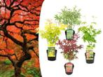 Set van 4 Japanse esdoorns, Tuin en Terras, Planten | Bomen