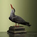 Incastern Taxidermie Opgezette Dieren By Max, Verzamelen, Dierenverzamelingen, Ophalen of Verzenden, Nieuw, Vogel, Opgezet dier