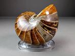 Fantastisch nautiloïde fossiel - Gefossiliseerde schelp -, Verzamelen, Mineralen en Fossielen
