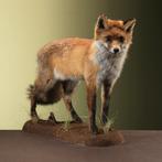Vos Taxidermie Opgezette Dieren By Max, Verzamelen, Dierenverzamelingen, Ophalen of Verzenden, Nieuw, Wild dier, Opgezet dier