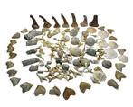 Fossielencollectie - Gefossiliseerd dier - Coleccion Fosil, Verzamelen, Mineralen en Fossielen