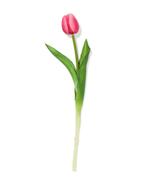 HEMA Kunstbloem 34cm tulp roze, Verzenden