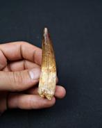 Spinosaurus - Fossiele tand - Spinosaurus aegyptiacus