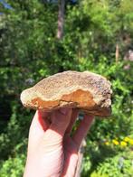 Wolharige mammoet - Fossiel skelet - Mammuthus primigenius