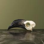 Von der Deckens Tok V Schedel, Verzamelen, Dierenverzamelingen, Ophalen of Verzenden, Nieuw, Vogel, Opgezet dier