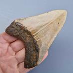 Megalodon Shark - Fossiele tand - megaselachus megalodon -, Verzamelen, Mineralen en Fossielen