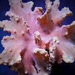 Sinularia Dura Roze (Kroepoek leder) S (Ong. 4-5 cm), Dieren en Toebehoren, Ophalen of Verzenden, Nieuw