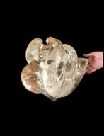 Natuurlijke compositie van ammonieten - Fossiel rugschild, Verzamelen, Mineralen en Fossielen