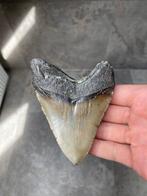 Megalodon - Fossiele tand - Carcharias Megalodon - 10.1 cm -, Verzamelen, Mineralen en Fossielen