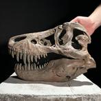 Geen reserveprijs - Replica van een dinosaurus schedel -