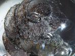 Selkirk Glass - Peter Holmes - Presse-papier -, Antiek en Kunst