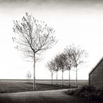 Wiepke Folkerts - Arbres & La Route