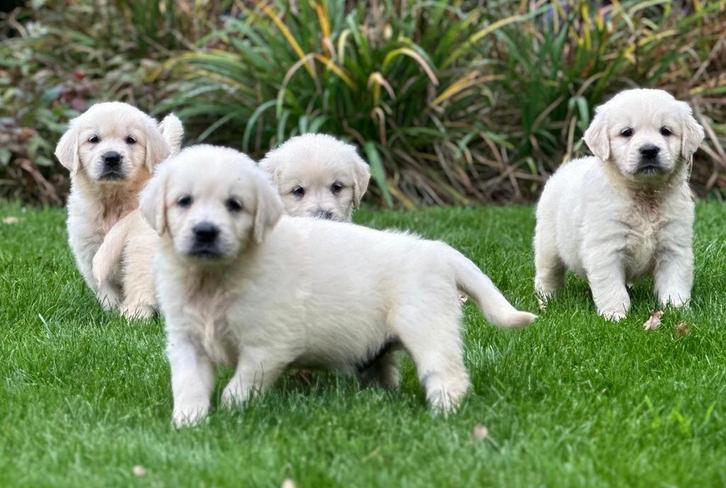 prachtige golden retriever pups, Dieren en Toebehoren, Honden | Retrievers, Spaniëls en Waterhonden, Meerdere, Meerdere dieren