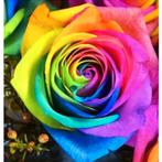 Evershine diamond painting voor volwassenen roos TA4-2403, Huis en Inrichting, Ophalen of Verzenden, Nieuw