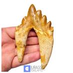 Grote Basilosauride -cf Pappocetus- (primitieve