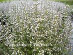 Calamintha nepeta ssp. nepeta , steentijm , P9, Tuin en Terras, Planten | Tuinplanten, Ophalen of Verzenden, Zomer, Vaste plant