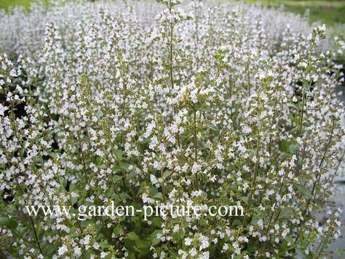 Calamintha nepeta ssp. nepeta , steentijm , P9, Tuin en Terras, Planten | Tuinplanten, Vaste plant, Volle zon, Zomer, Ophalen of Verzenden
