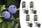 Set van 4 blauwe bessenplanten (20 - 30 cm), Tuin en Terras, Planten | Tuinplanten