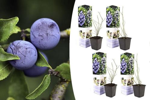 Set van 4 blauwe bessenplanten (20 - 30 cm), Tuin en Terras, Planten | Tuinplanten