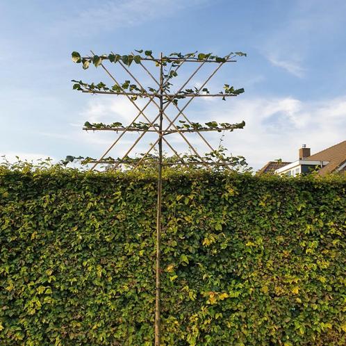 Leilinde - Tilia europaea Pallida - Omtrek: 10-14 cm | Hoo, Tuin en Terras, Planten | Bomen, Ophalen of Verzenden
