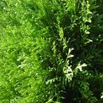 Thuja Occidentalis Smaragd (Coniferen), Tuin en Terras, Planten | Tuinplanten, Ophalen of Verzenden, Overige soorten, Bloeit niet