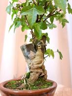 Drietand Esdoorn (Acer Buergerianum) - Hoogte (boom): 22 cm