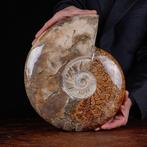 Exclusieve Poolse Cleoniceras - Gefossiliseerde schelp -, Verzamelen, Mineralen en Fossielen